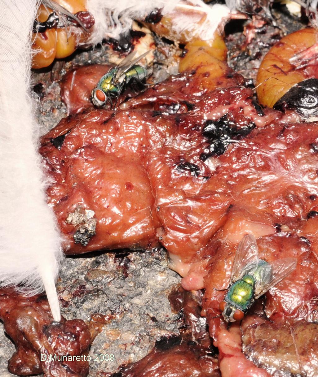 Mosca Carnaria
